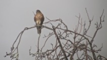 brown falcon 02