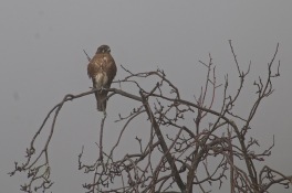 brown falcon 04